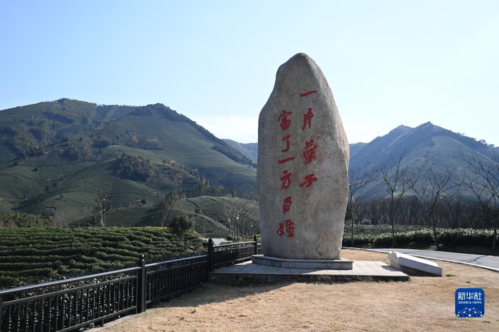 “共富茶”香，跨越2000公里的山海情缘——浙江安吉黄杜村与西部山乡的共富之路
