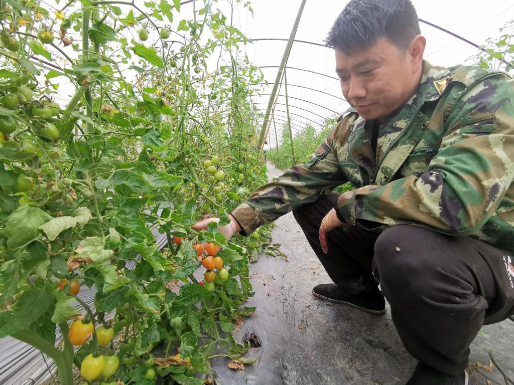 盘活“土特产” 蹚出振兴路——四川荣县乡村振兴实践观察