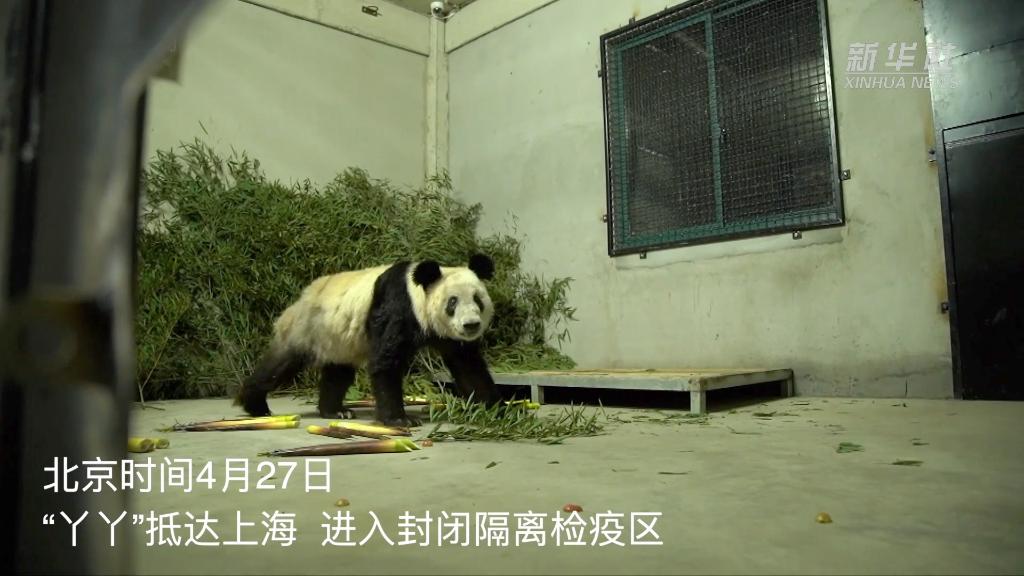 新华全媒+丨旅美大熊猫“丫丫”顺利回国