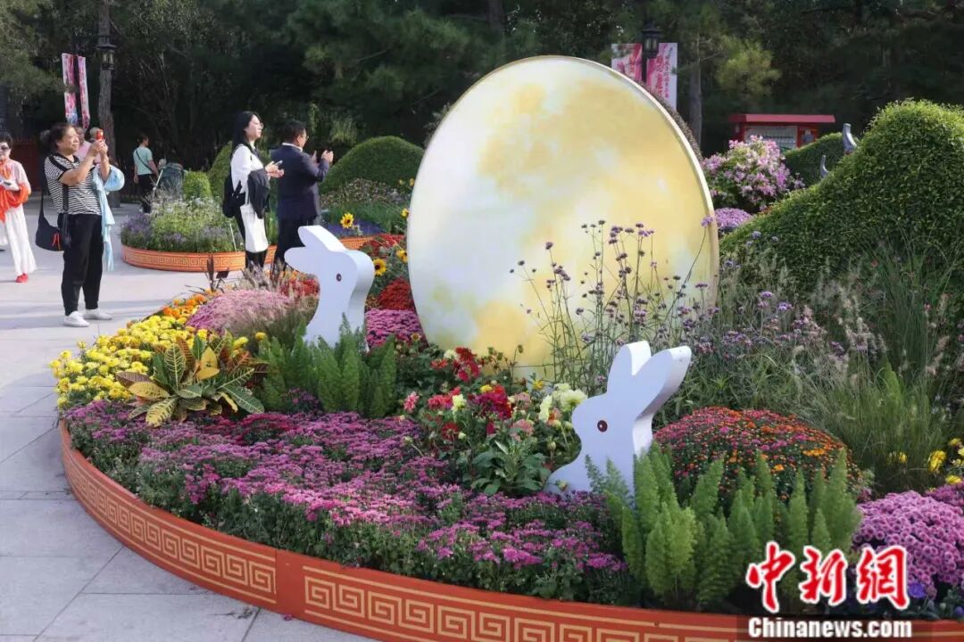 东西问｜黄河：如何解码东西方的菊花“花语”？