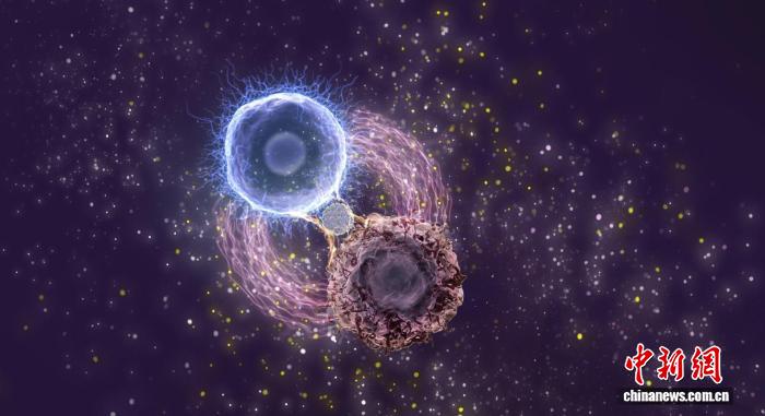 <b>中国团队创制白血病疗法“双面胶”新剂型 实现细胞治疗化疗高效联合</b>