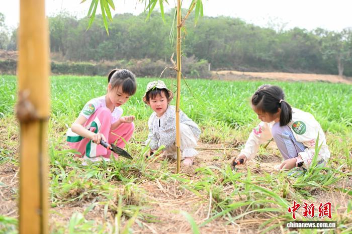 东西问丨吴景明：当我们种下一棵树，究竟在“种”什么？