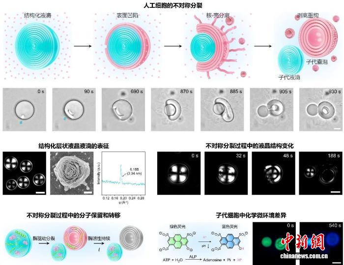 <b>合成生命重要突破 中国团队首次实现人工细胞形态功能不对称分裂</b>