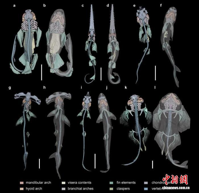 <b>中国团队发布“数字鲨鱼图谱” 为软骨鱼类研究提供三维解剖数据资源</b>